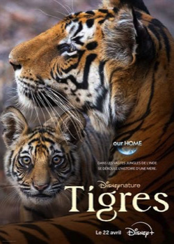 Tigres   height=