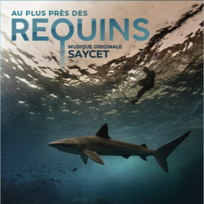 Au plus près des requins